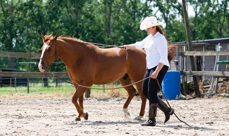 Jaaropleiding Parelli Level 3 Jaaropleiding Parelli Level 3